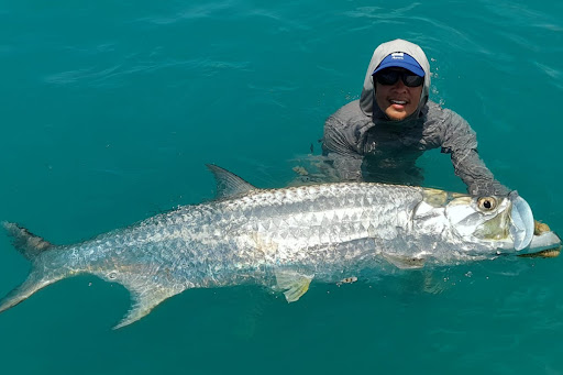 A large Tarpon