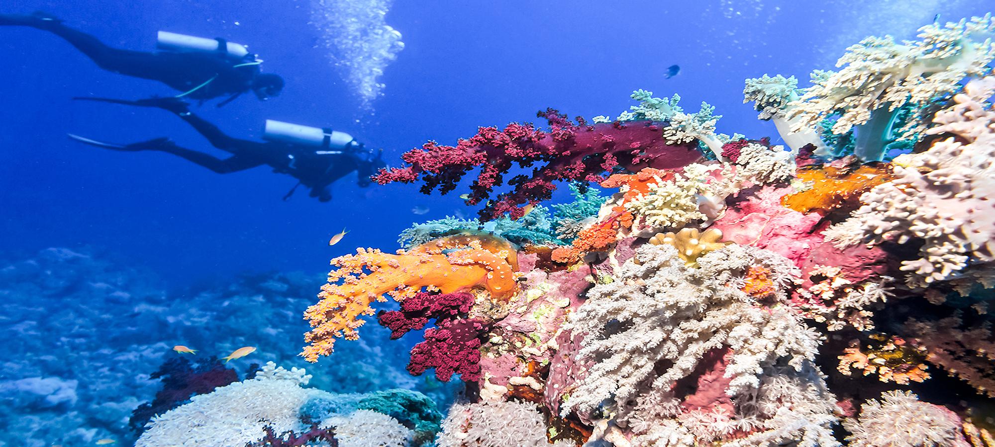 Scuba diver exploring coral reef