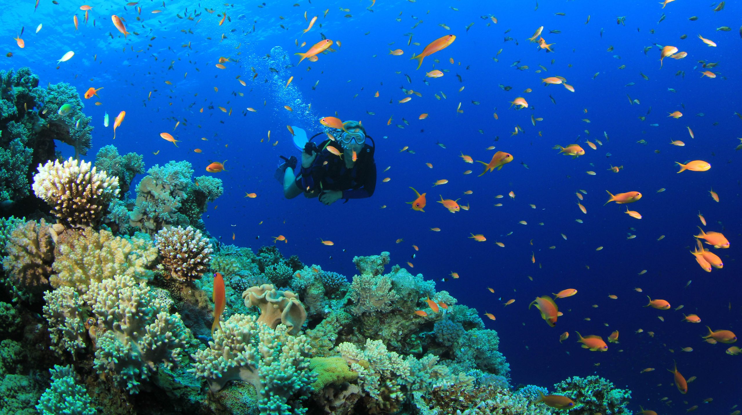 Scuba diving with marine life